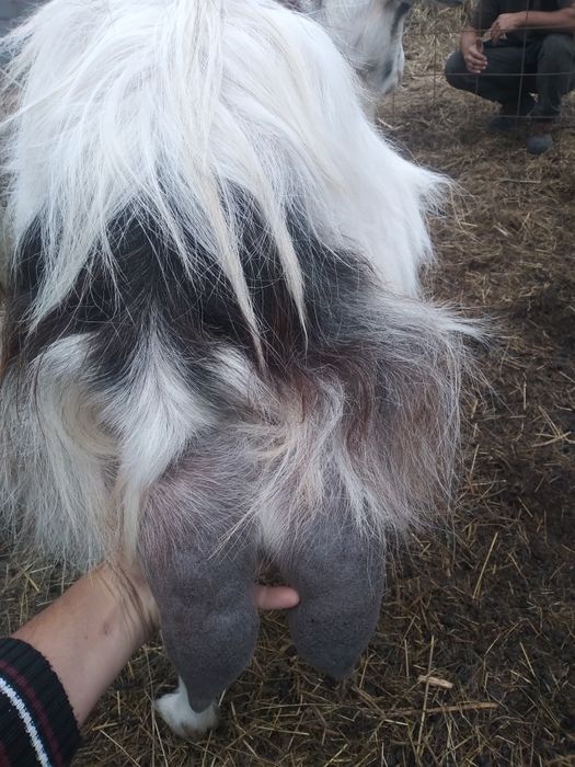 Vând doua capre și un tap!