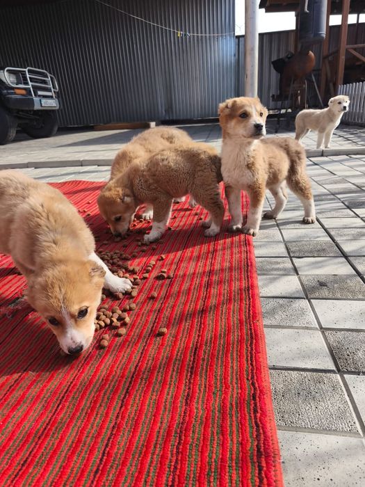 Отдам щенков бесплатно