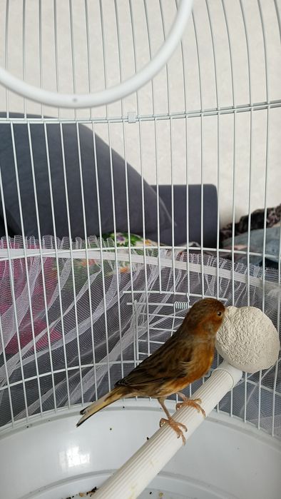 Канарейка поющий самец