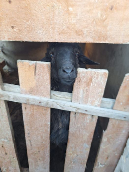 Еркек қошқар сатылады