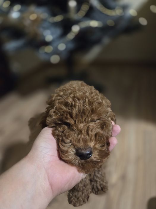 Той Пудел - мини Пудел