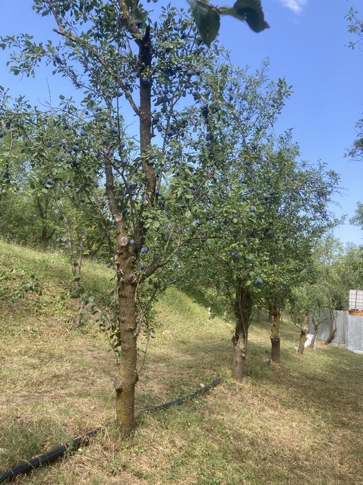 Vand prune Bistrițe si Stanley