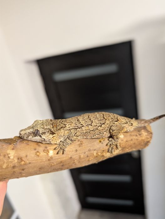 Soparla Gargoyle Gecko