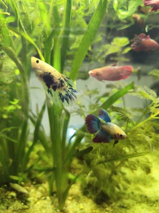 Pești acvariu, Betta Splendens...