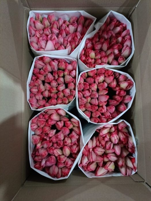 Свежий тюльпаны на 8 март