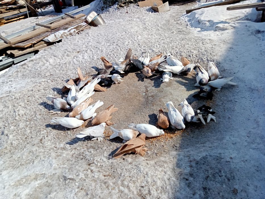 Голуби разные 7 шт:2,500