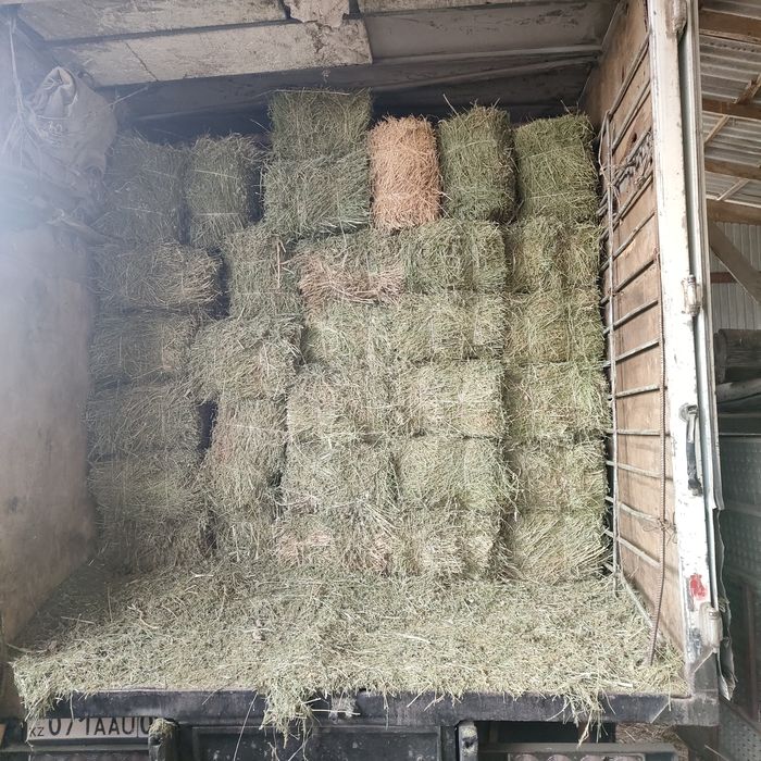 ЖОҢЫШҚА (клевер)