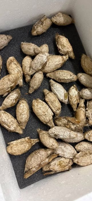 Coconi exotici Argema mimosae/Ceranchia apollina/Saturnia pavoniella/Rothschildia lebeau/Cele mai mari molii din lume fluturi/Insecte De la 25 euro
