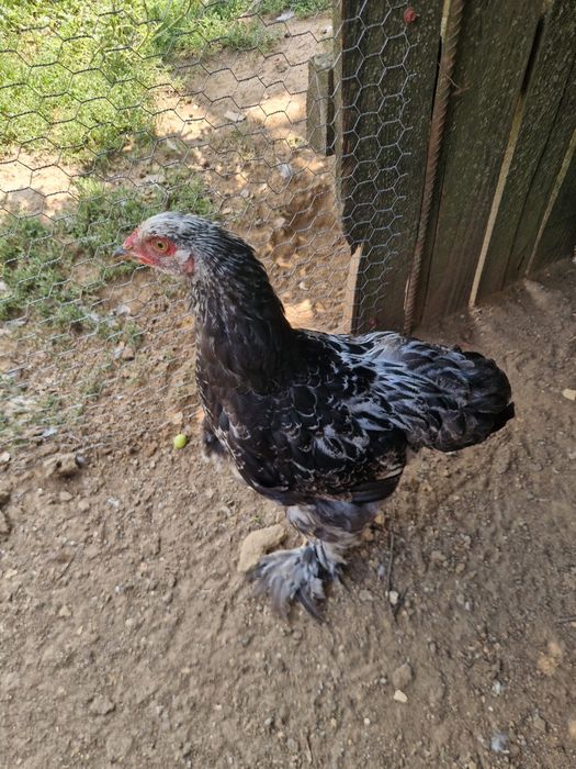 cocosi brahma si gaini