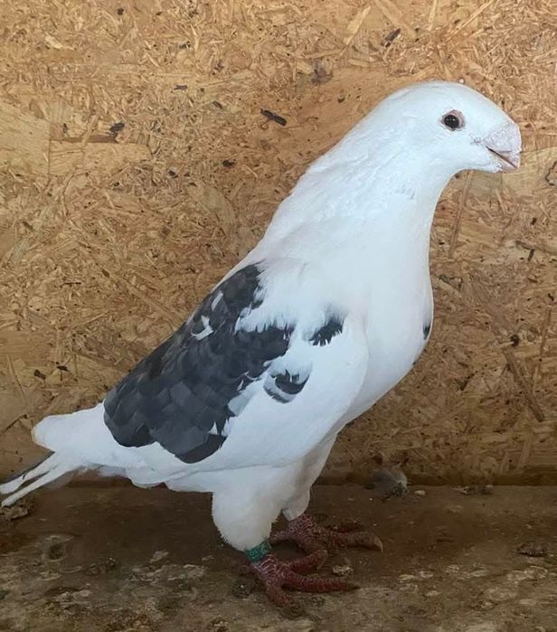 Show racer linii america