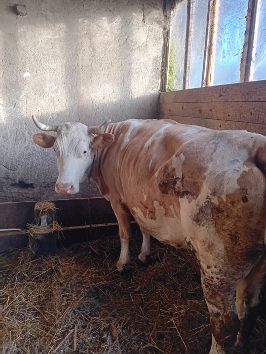 Vaci de vânzare afata și cu  lapte