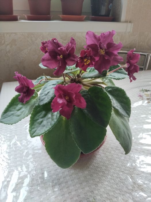 Фиалка сортовая бардовая