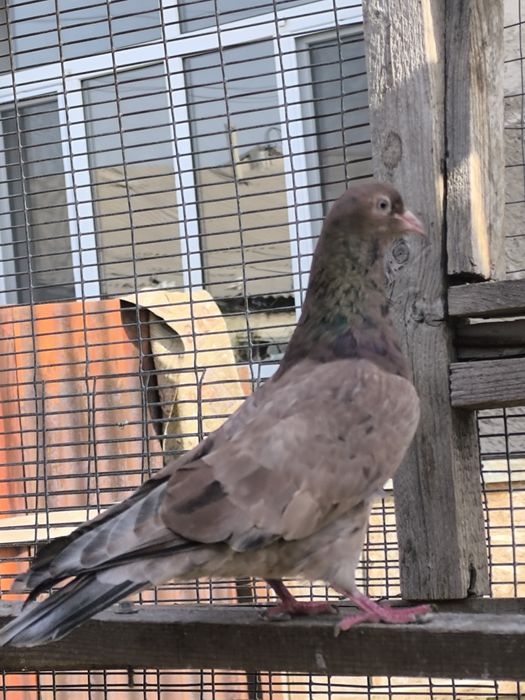 Продается бакинцы