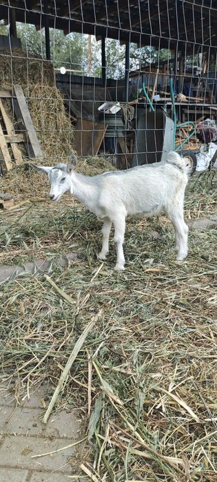 Продам Альпийскую козочку.