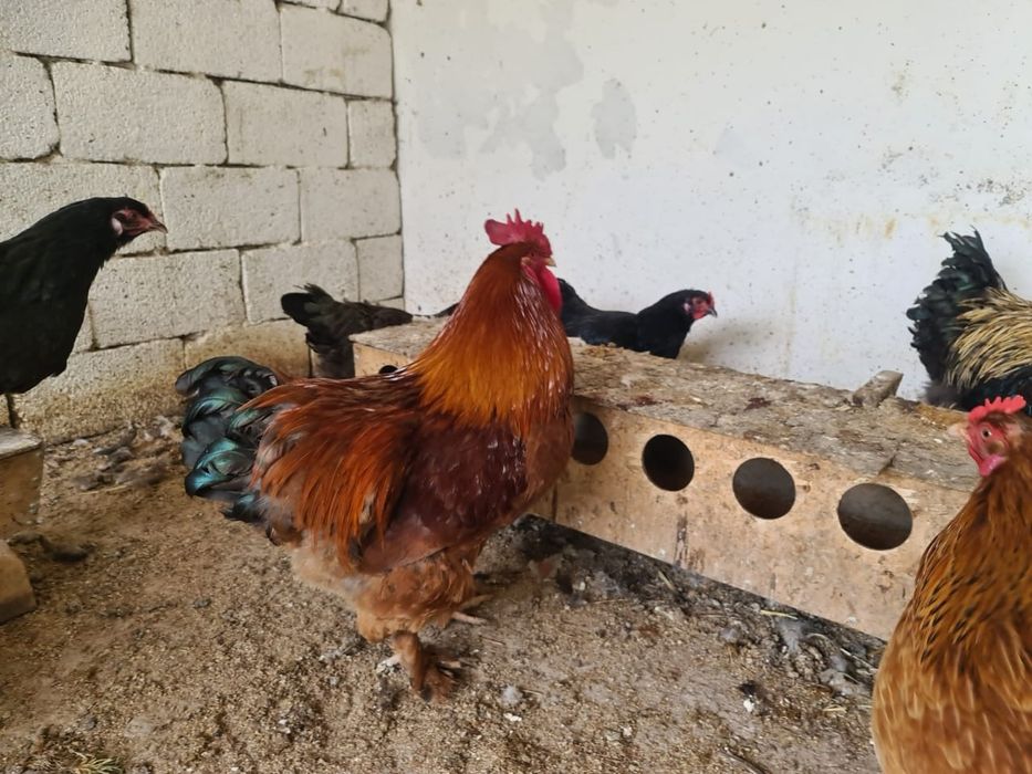 Инкубационные яйца полубрама