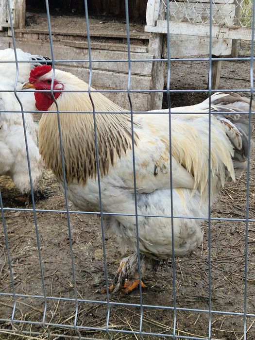 Păsări de rasă mare