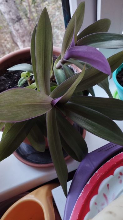 Продам комнатные цветы