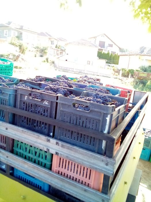 Продавам грозде Мерло. Каберне Фран рекацители