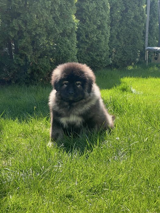 Vand pui ciobanesc caucazian rasa pura cu pedigree