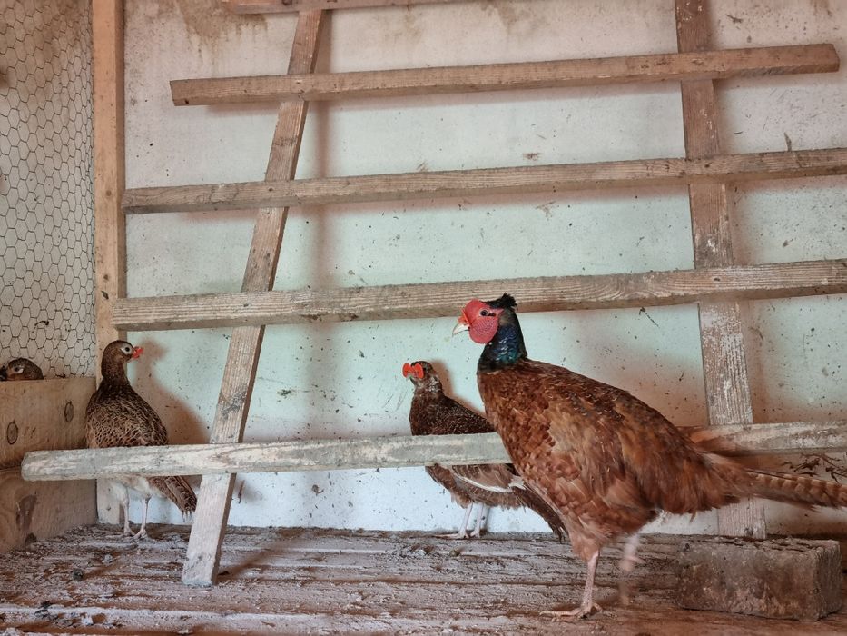 Fazani tenebros si roscati