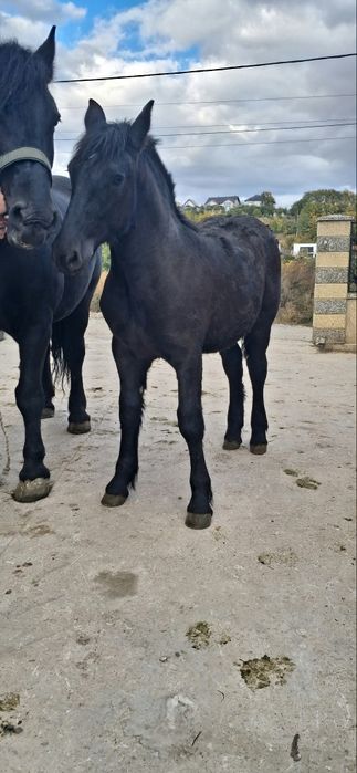 Vând iapă semi grea