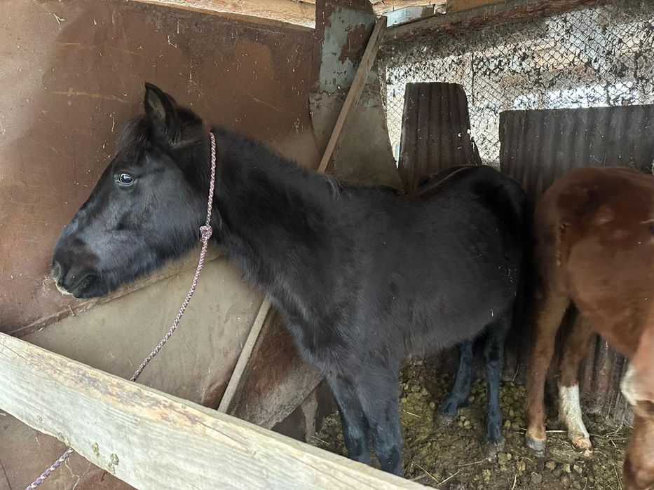 Бие, кобыла, сауынды бие