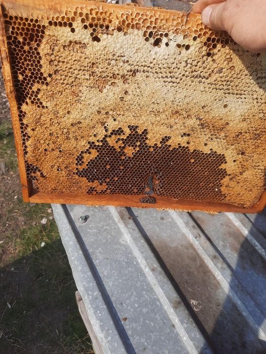 Продам мёд со своей пасеки