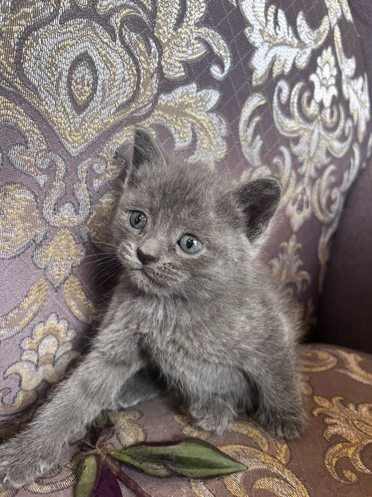 Котенок девочка