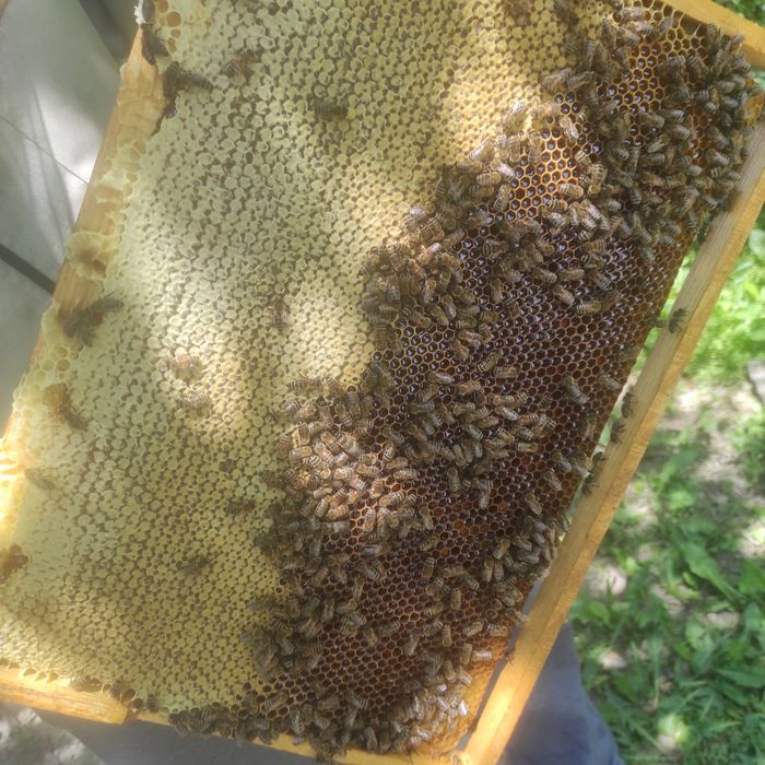 Продам мёд со своей пасики, натуральный