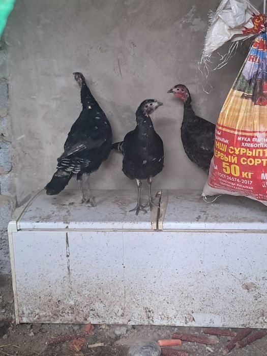 Түйетауық(үндік)