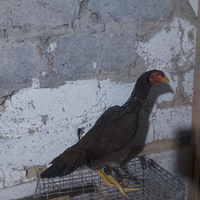 Корейц хинт 1.5 год крупный