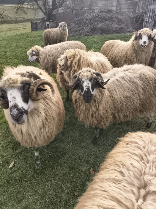 Vând berbec și mioare