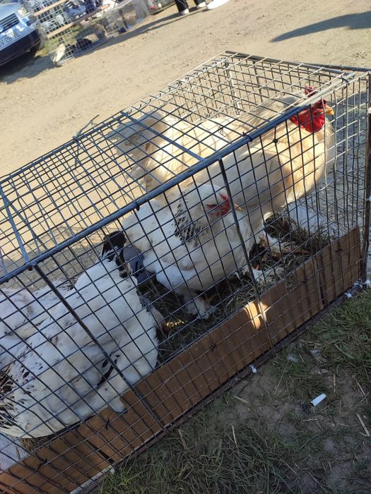 Cocos mixt Brahma și găini