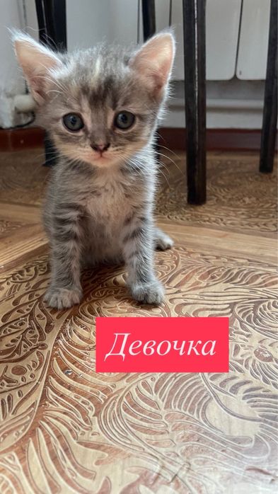 Отдам котят в добрые руки