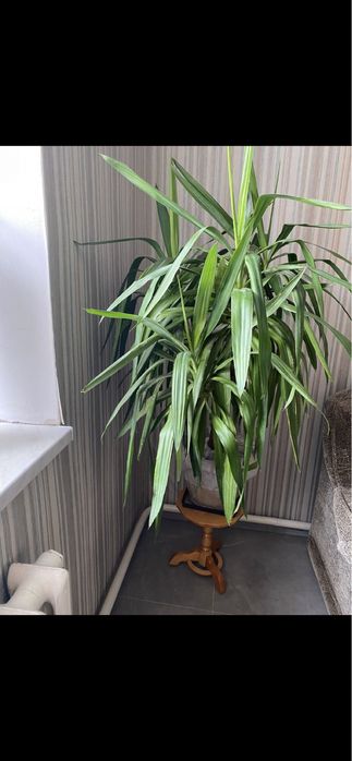 Продам цветок