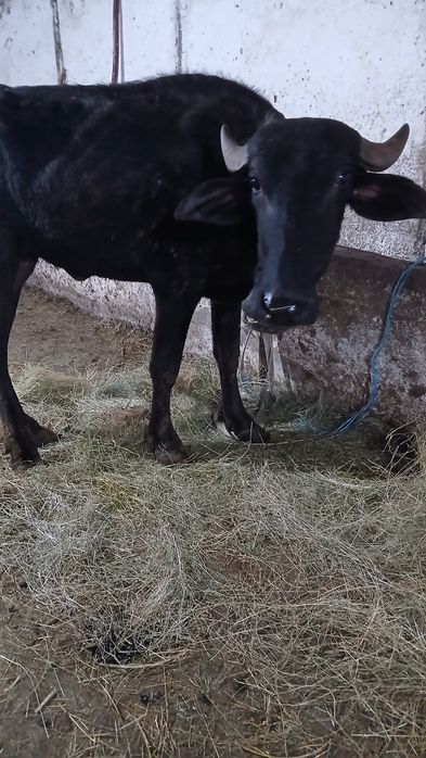 vand doua vitele de bivol