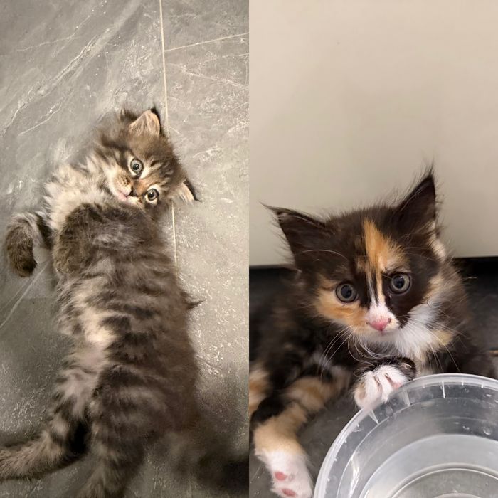 Котята в добрые руки