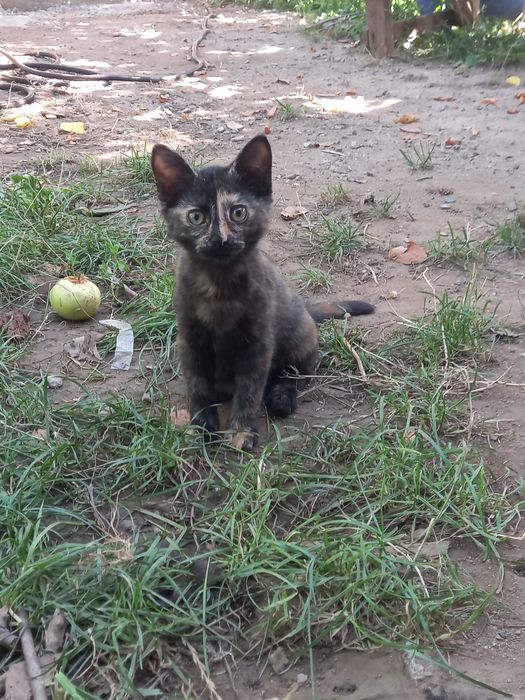 Котёнок бесплатно!