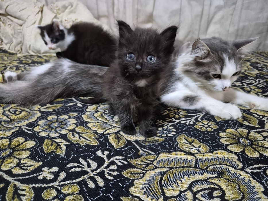 Котята добрые 4 штуки