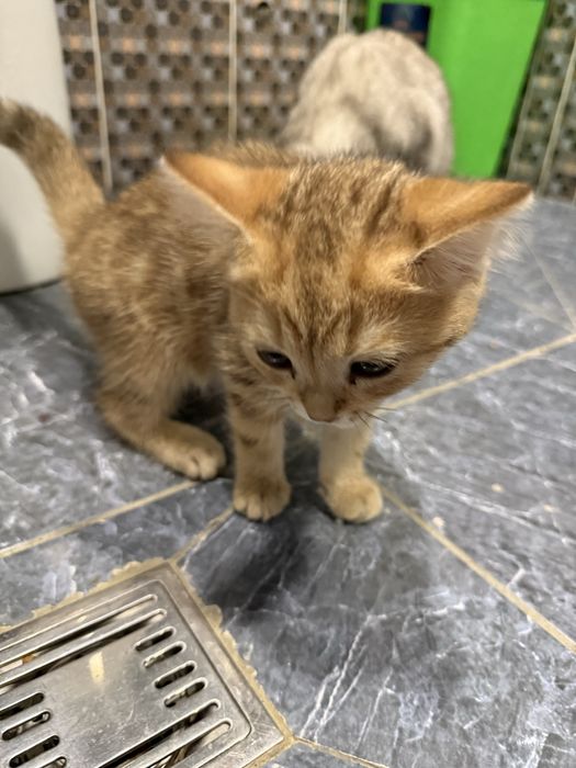 Seribristiy shinshila bilan zalatoy shinshila bolalari