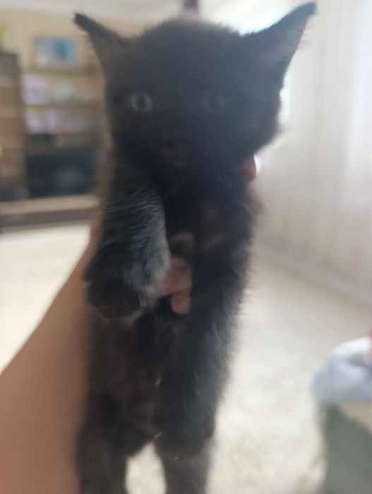 Отдам котят бесплатно