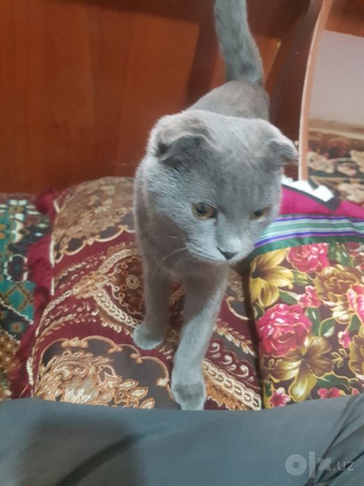 Skotch Flod sotiladi oladigan odam tel qilsin