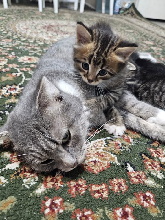 Продам в добрые руки котенка