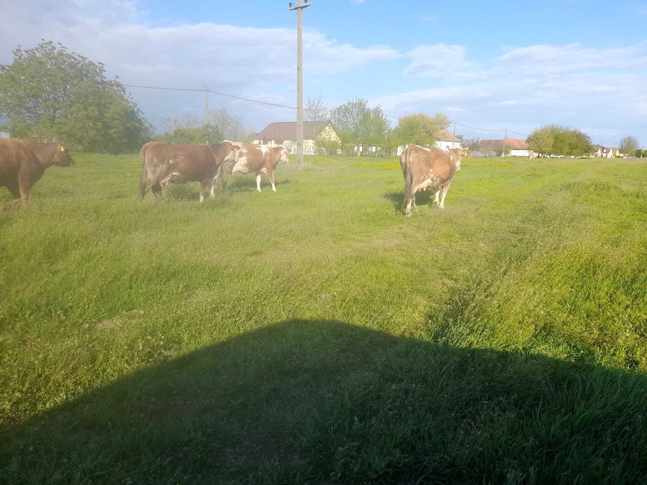 Vand trei vaci toate sunt tinere