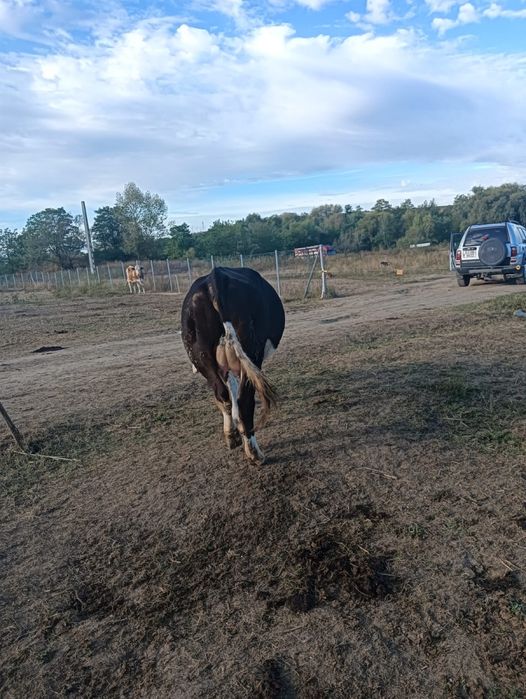 Vaca baltata romaneaca