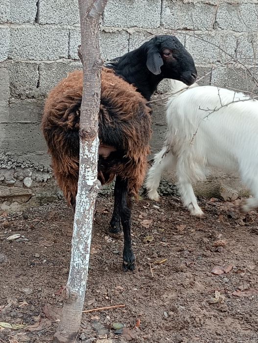 Кой кошкар семыз