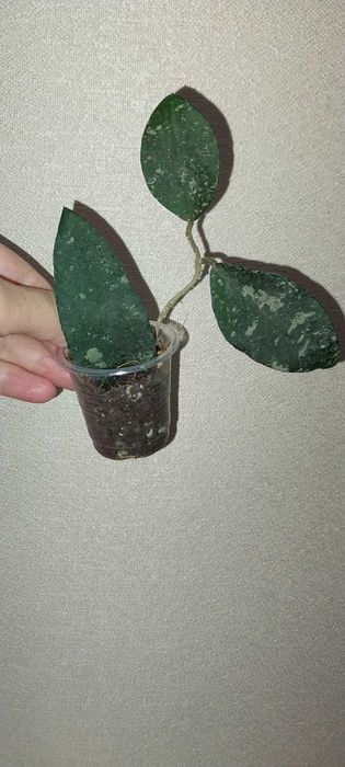 Продам цветок хойя разных сортов.