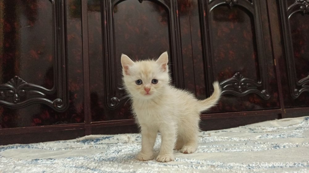 Ширингина мушукчалар