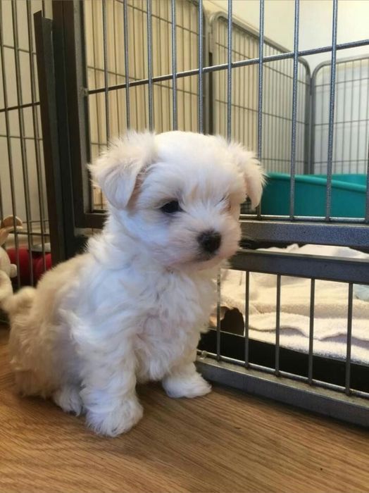 Bichon Maltez Fetiță