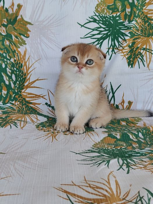 Котенок Золотая шиншилла девочка